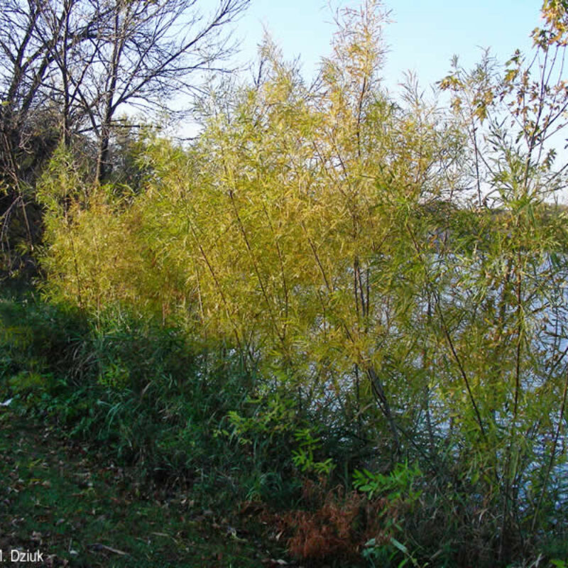 Sandbar Willow (Sandbar Willow<div><em class="small">Salix interior</em></div>)