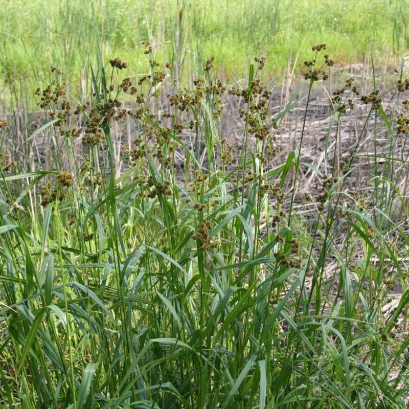 Green Bulrush (Scirpus atrovirens)