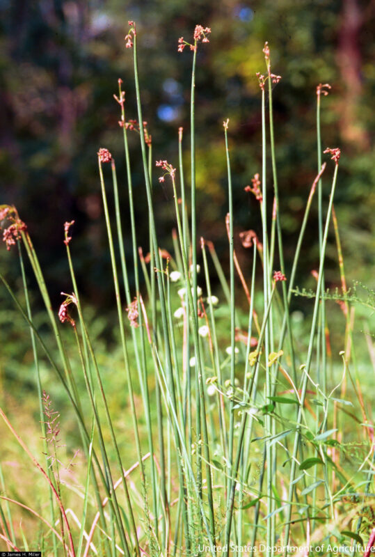 Scirpus validus – Blue Thumb