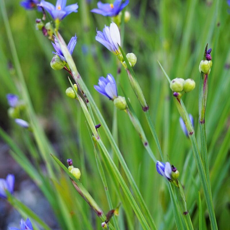 Narrowleaf Blue-Eyed Grass (Sisyrinchium angustifolium)