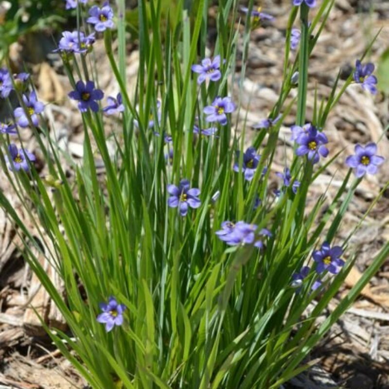Prairie Blue-Eyed Grass (Sisyrinchium campestre)