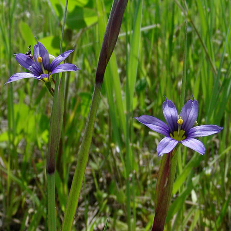 Blue Eyed Grass (Blue Eyed Grass<div><em class="small">Sisyrinchium montanum</em></div>)