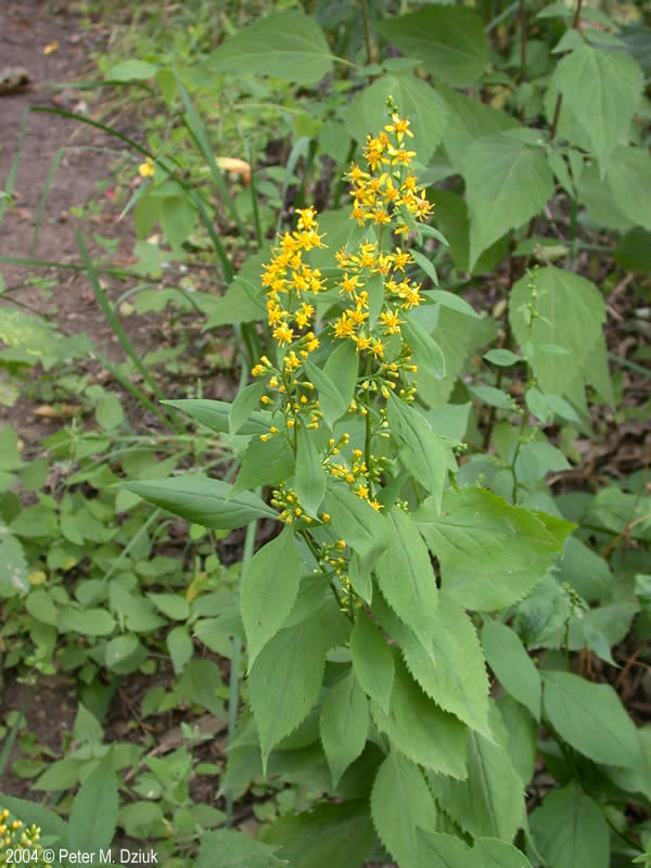 Solidago flexicaulis – Blue Thumb
