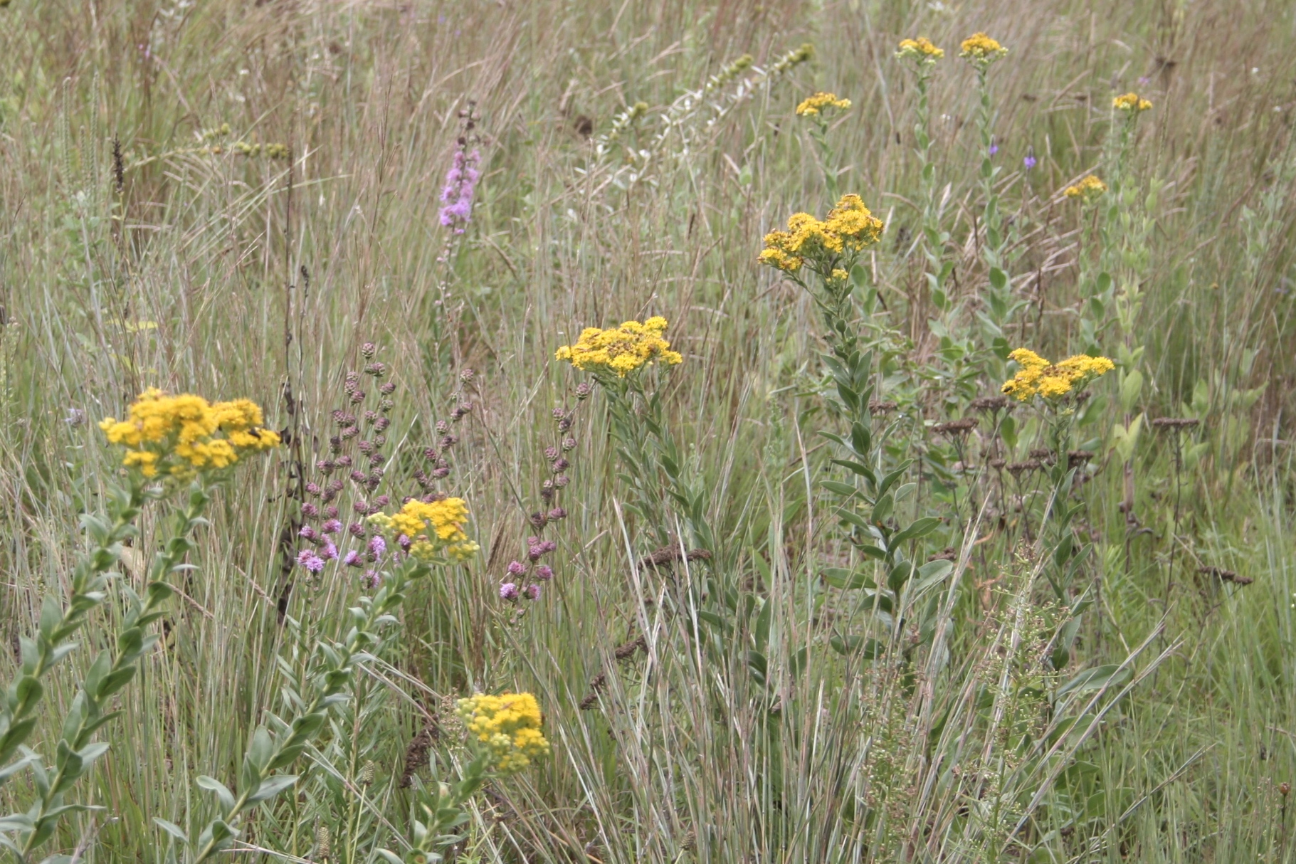 Solidago rigida – Blue Thumb
