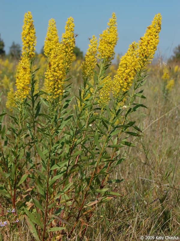 Solidago speciosa – Blue Thumb