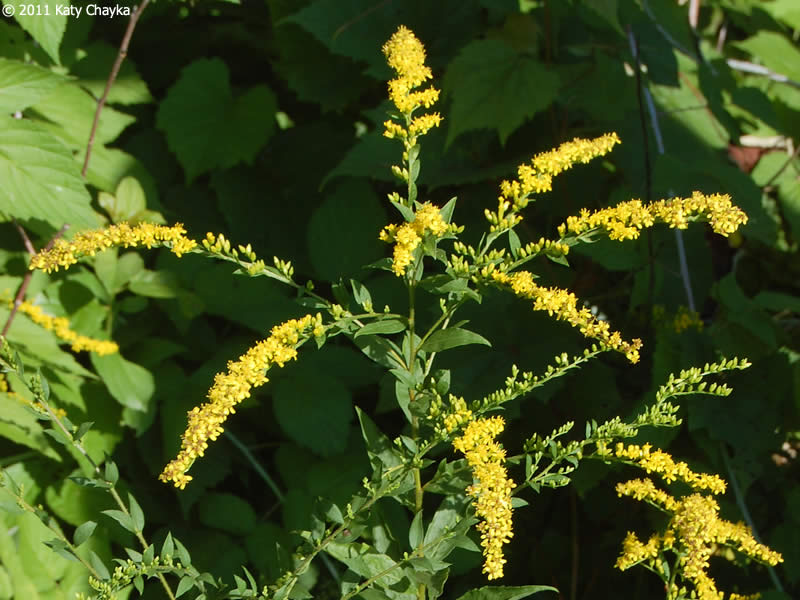Solidago ulmifolia – Blue Thumb