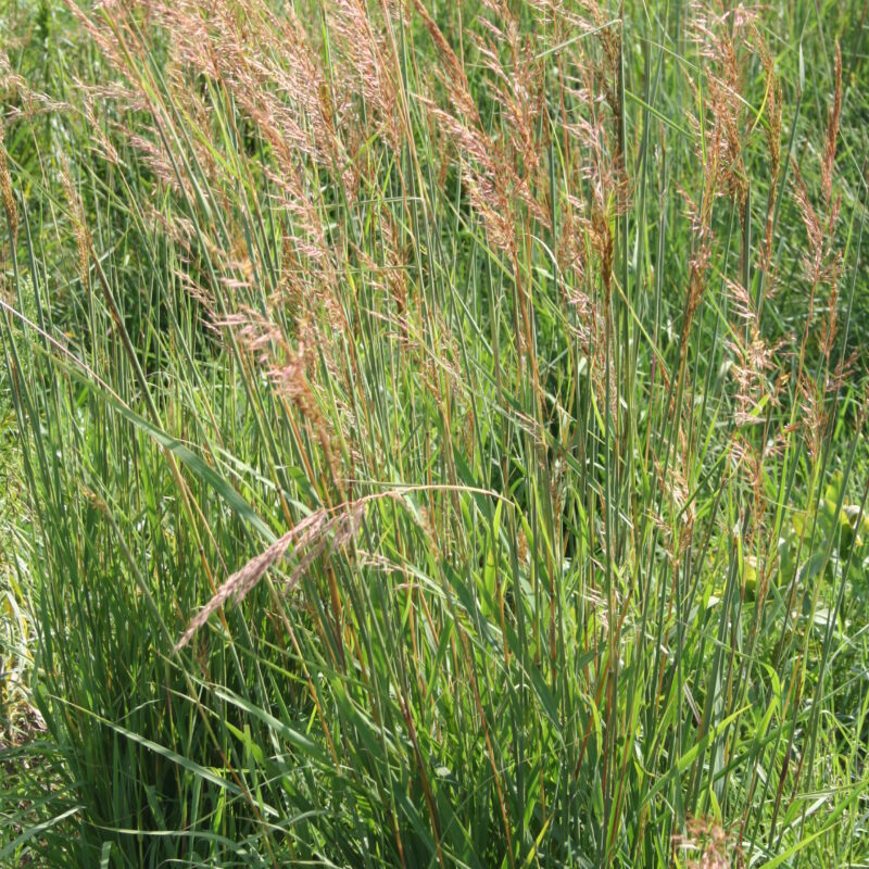 Indian Grass (Indian Grass<div><em class="small">Sorghastrum nutans</em></div>)