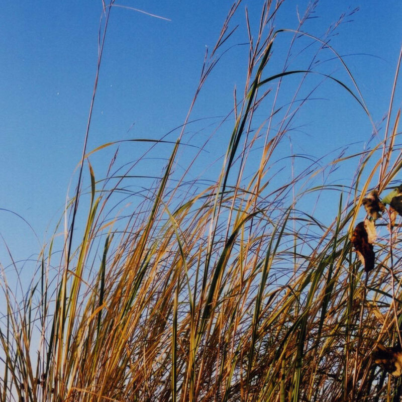 Prairie Cordgrass (Spartina pectinata)