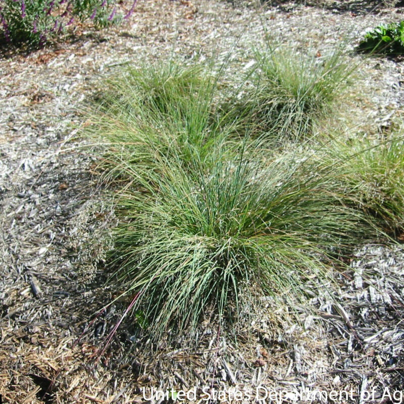 Prairie Dropseed (Prairie Dropseed<div><em class="small">Sporobolus heterolepis</em></div>)