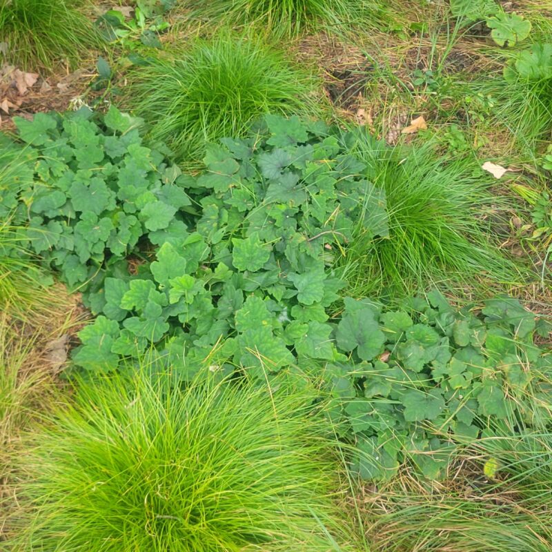 Heartleaf Foamflower (Heartleaf Foamflower<div><em class="small">Tiarella cordifolia</em></div>)