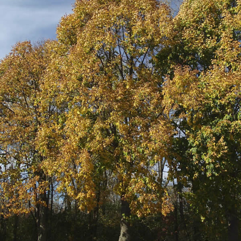 American Basswood (Tilia americana)