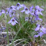 Bird's Foot Violet (Viola pedata)
