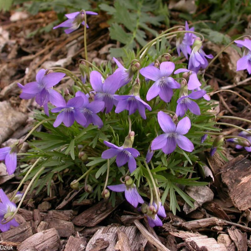 Prairie Violet (Prairie Violet<div><em class="small">Viola pedatifida</em></div>)