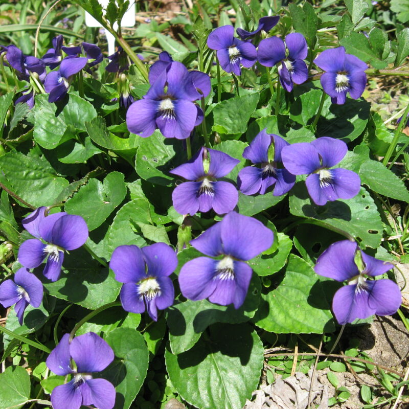 Common Violet (Common Violet<div><em class="small">Viola sororia</em></div>)