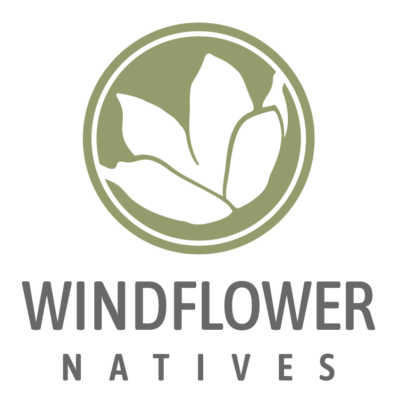 Windflower Natives Logo