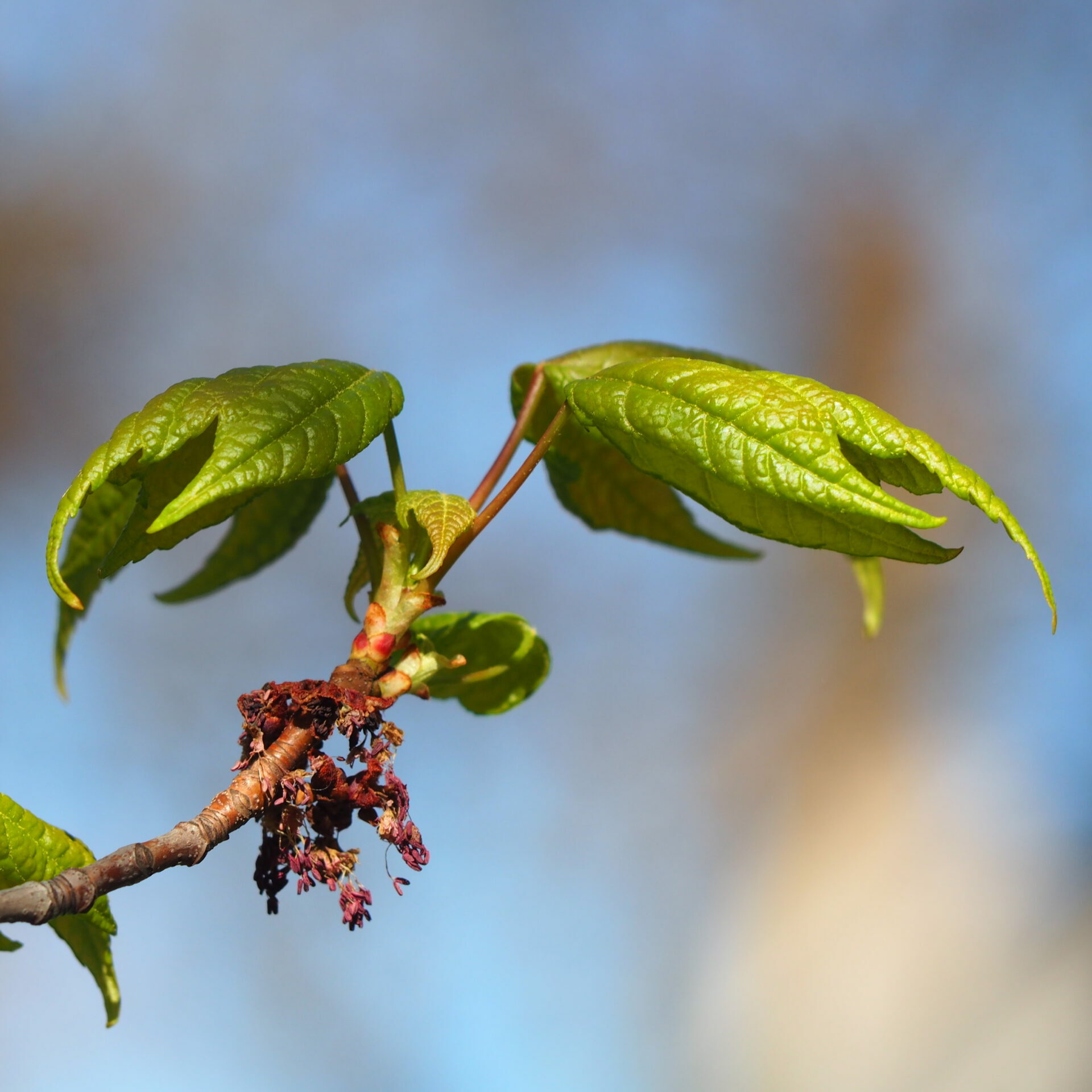 Out of Sync: Plants and Pollinators in Shifting Seasons – Blue Thumb