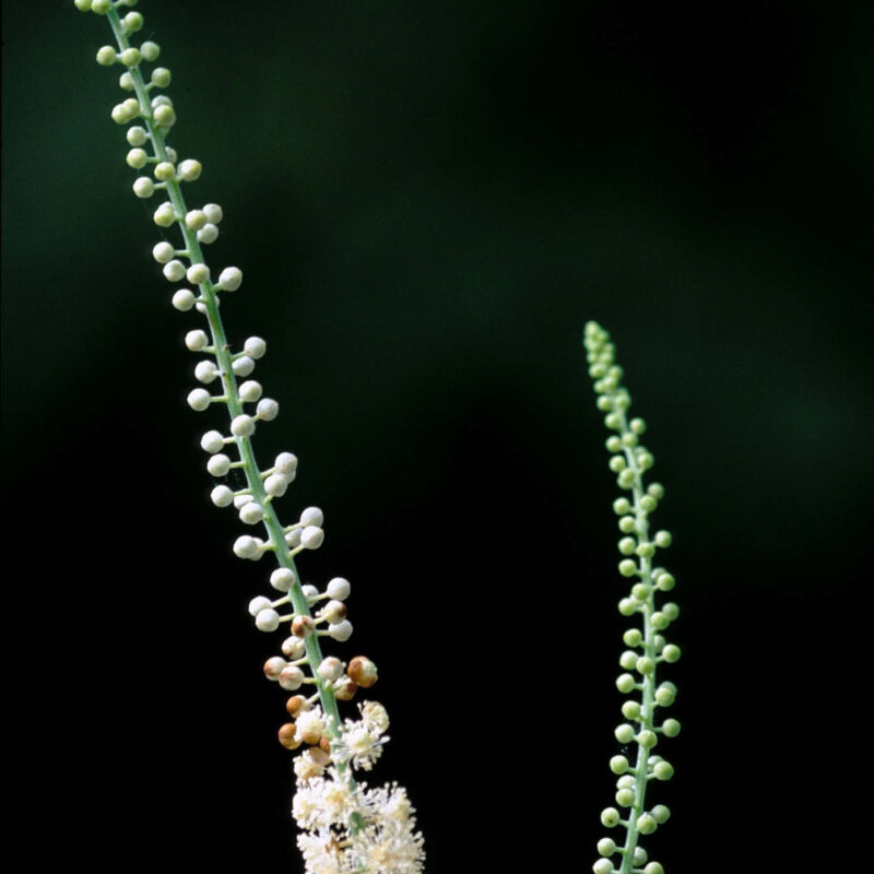 50 Black Cohosh Bugbane Seeds – Actaea Racemosa, Cimicifuga, White Shade Flower Herb – Seedville USA