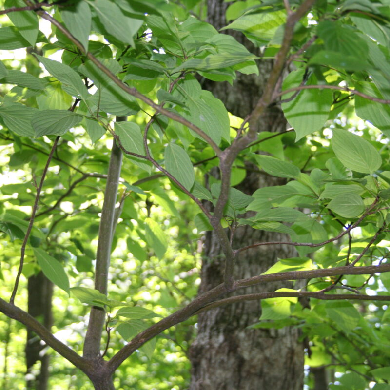 Pagoda Dogwood (Cornus alternifolia)