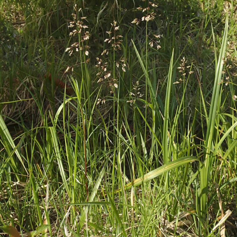 Sweet Grass (Hierochloe odorata)
