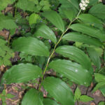 Feathery False Lily-of-the-Valley (Maianthemum racemosum)