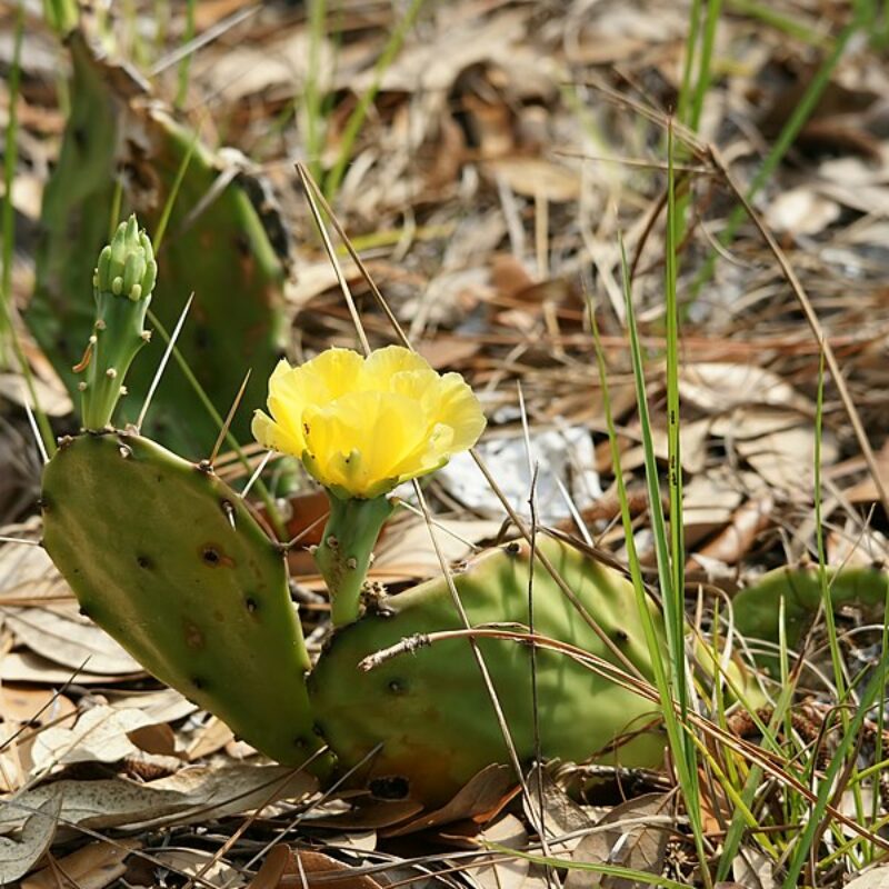 Eastern Prickly Pear (Opuntia humifusa)