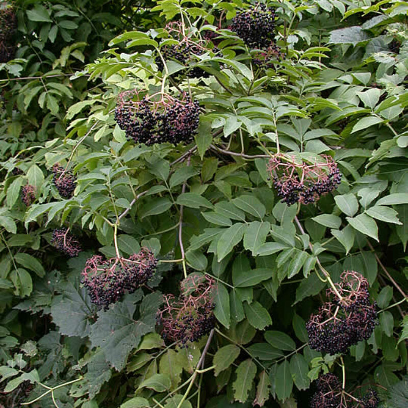 Common Elderberry (Common Elderberry<div><em class="small">Sambucus nigra ssp. canadensis</em></div>)