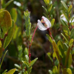 Large Cranberry (Vaccinium macrocarpon)