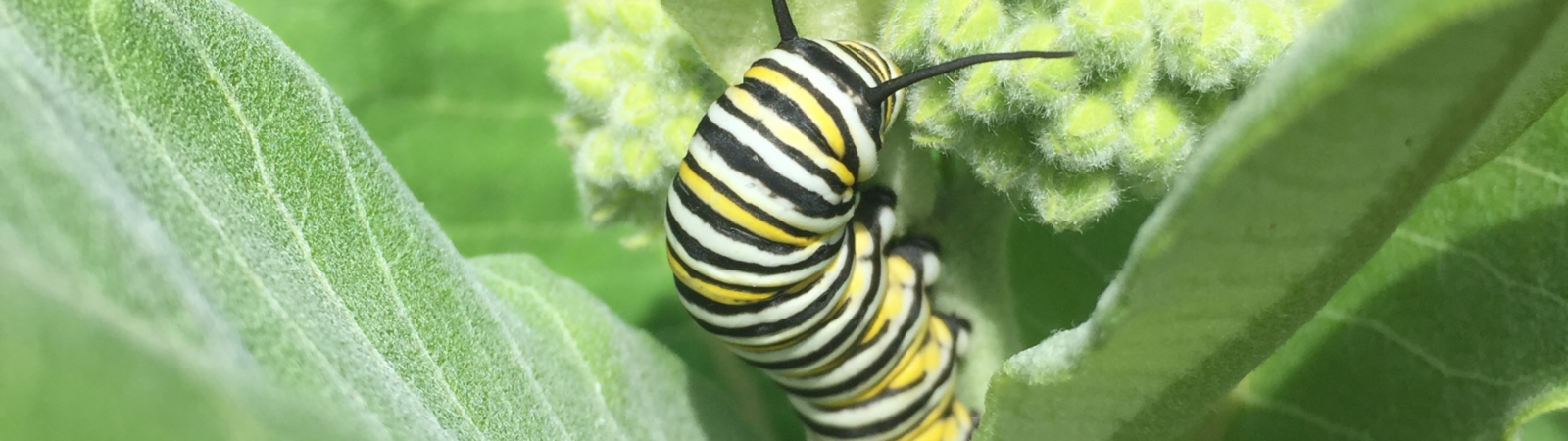 monarch caterpillar with black, yellow, and white stripes on green milkweed leaf