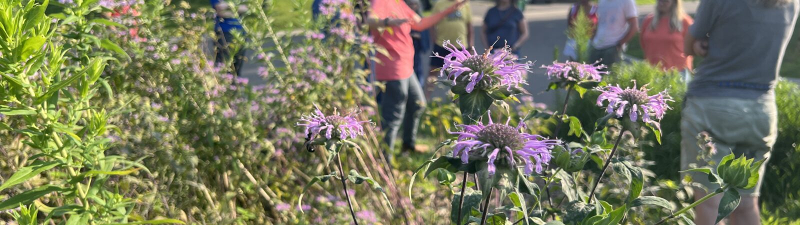 SLP rain garden maintenance workshop 2024