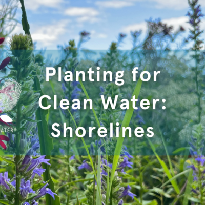 Cardinal flower and blue lobelia blooming on a shoreline