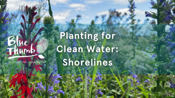 Cardinal flower and blue lobelia blooming on a shoreline