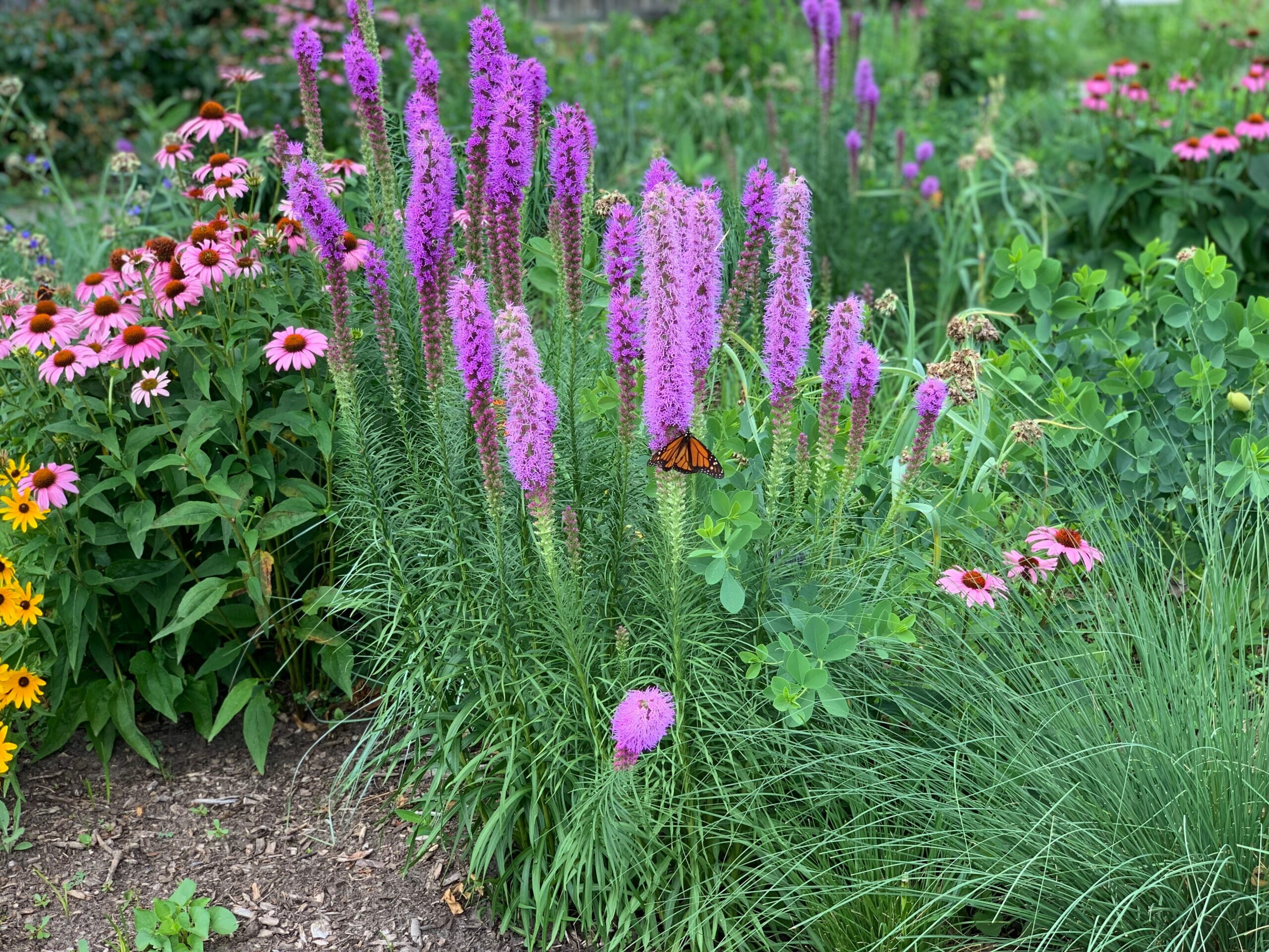 Spring 2025 Native Plant Sales in Minnesota – Blue Thumb