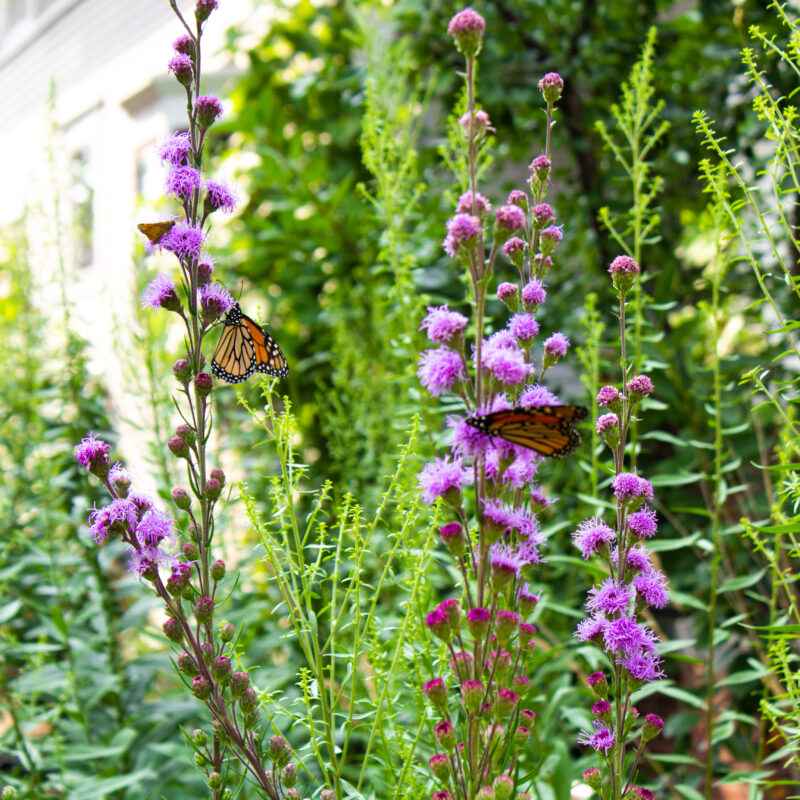 Garden Gallery