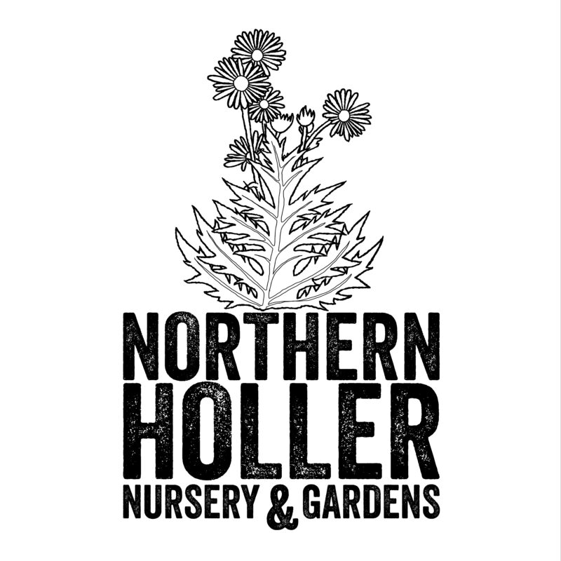 northern holler nursery and gardens logo black and white print of native flower