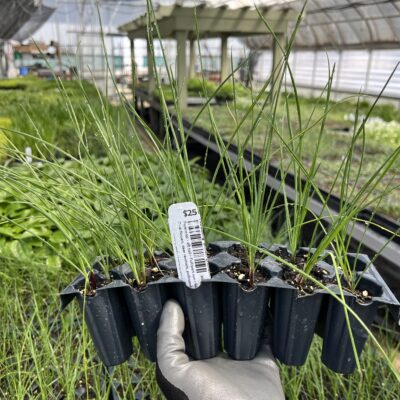 A gardener holds a pack of native grass plugs inside a native plant nursery greenhouse.