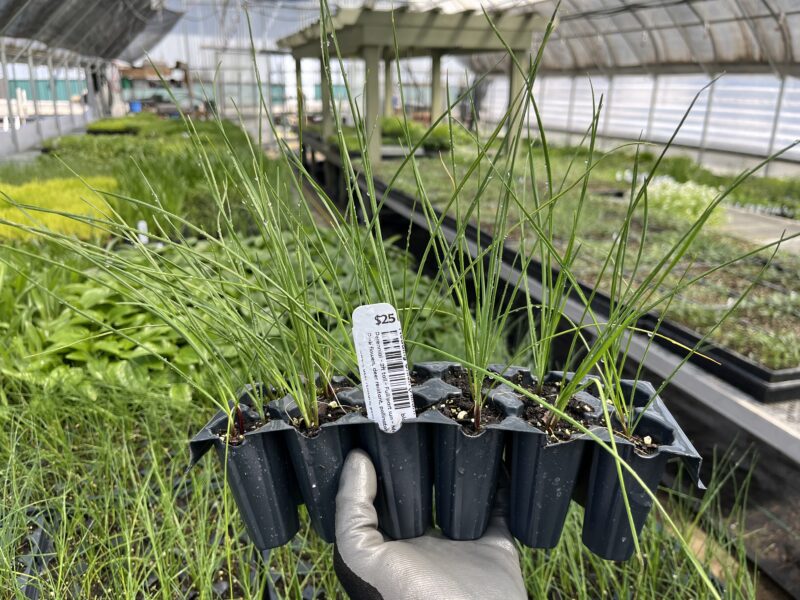 A gardener holds a pack of native grass plugs inside a native plant nursery greenhouse.