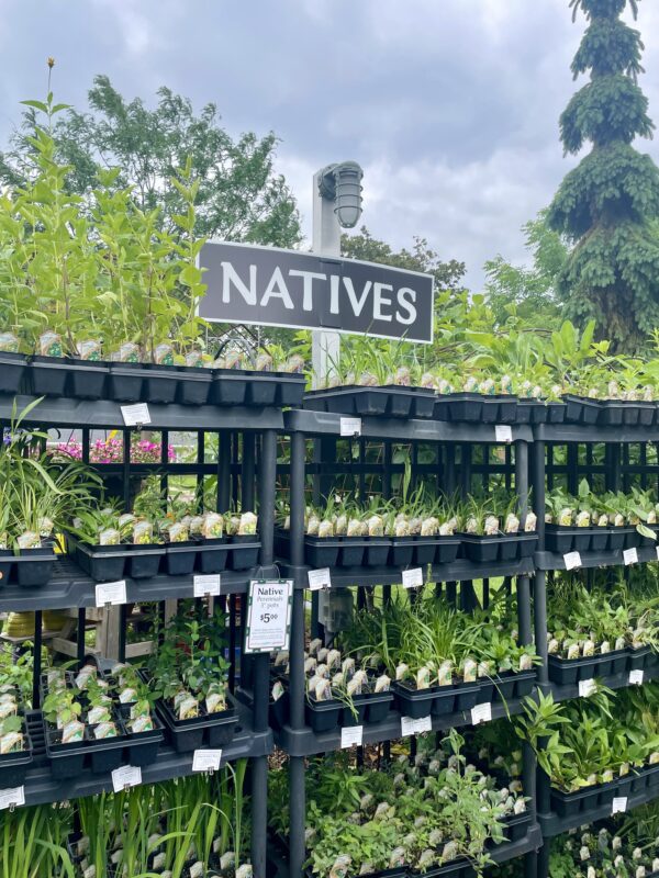 The native plants section at Mother Earth Gardens.