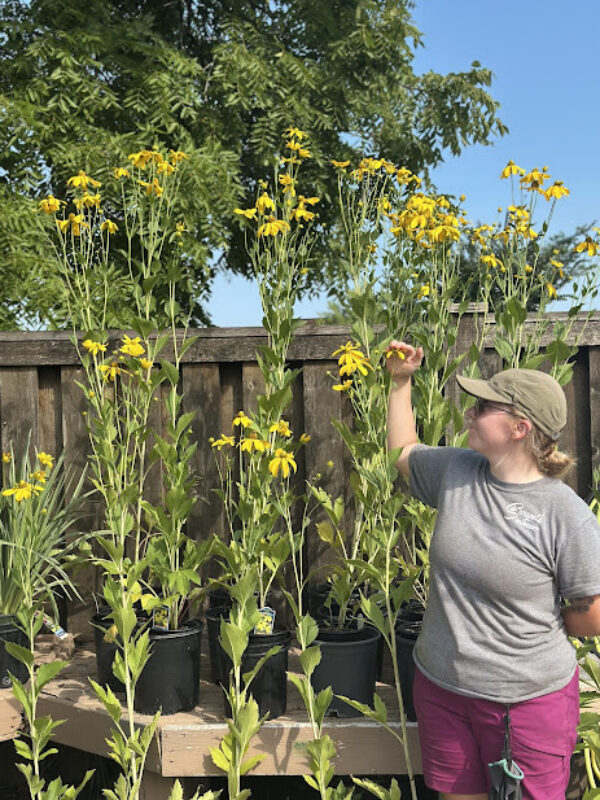 A person stands next to a group of tall yellow native flowers. 
