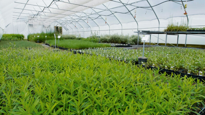 One of MNL's greenhouses.